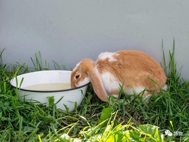 兔子喝水不会拉肚子吗（兔子喝水不尿）
